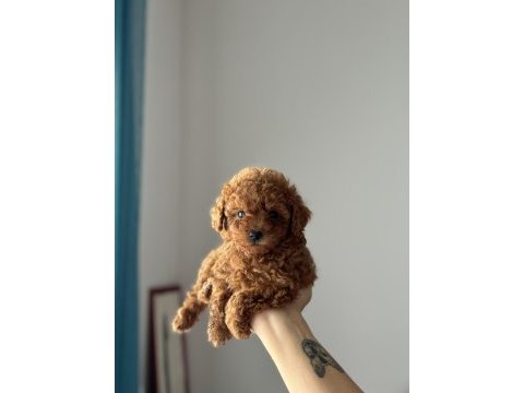 Tuvalet eğitimli toy poodle yavrular