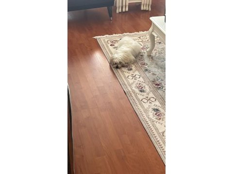 7 aylık maltese terrier