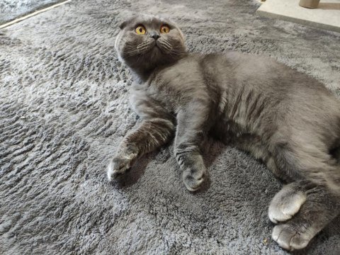 Scottish fold oğlumuza dişi arıyoruz