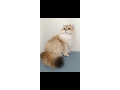 Karizmatik british longhair oğlum köfte