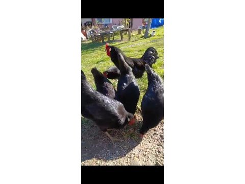 5+1 sinop gerze hacı kadın tavuklar