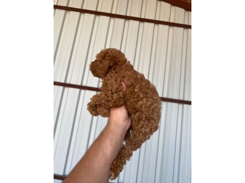 2 aylık erkek/dişi toy poodle