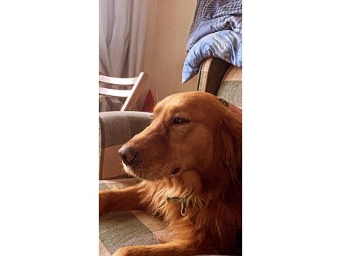 Golden retriever erkek eğitimli