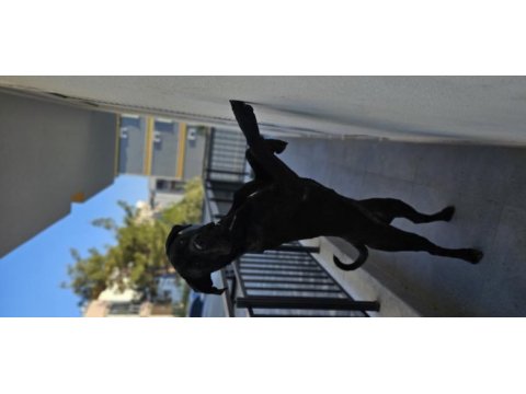 1 yaşında safkan cane corso