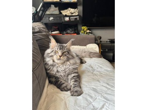 Xxl şampiyon kan hattı maine coon yavruları şecereli
