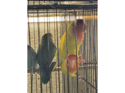 Her renk yavru cennet ve sevda papağanı mevcut