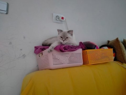 British shorthair damat arıyoruz