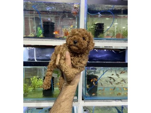 Aşıları tam poodle