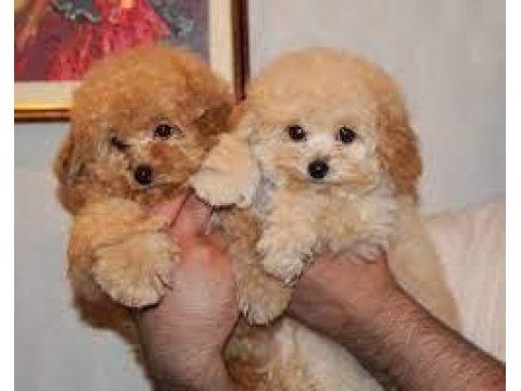 Dişi erkek dizayn sevimli maltipoo bebekler