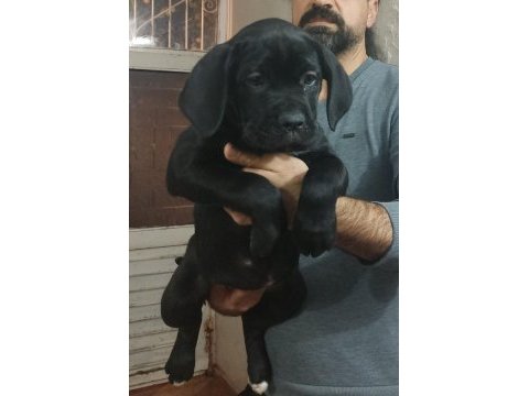 Kaliteli dişi cane yavrular klf fcı a şecere micro chipli