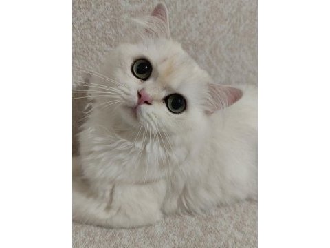 British longhair silver