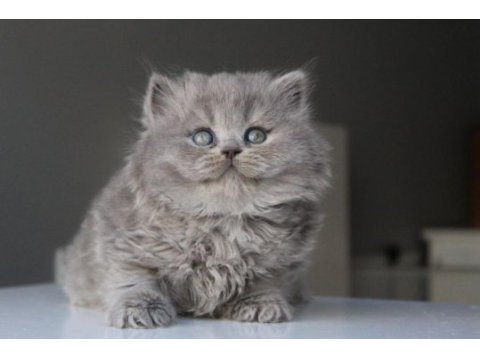 Mavi british longhair boncuklarım