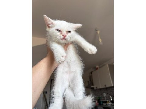 Güzeller güzeli british shorthair dişi