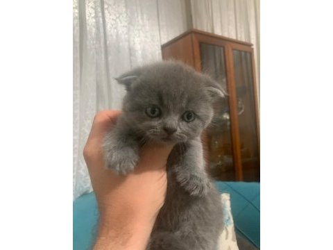 Bristh shorthair ve scotih fold yavrularimiz