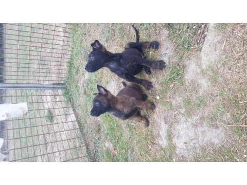 Köyü renk malinois