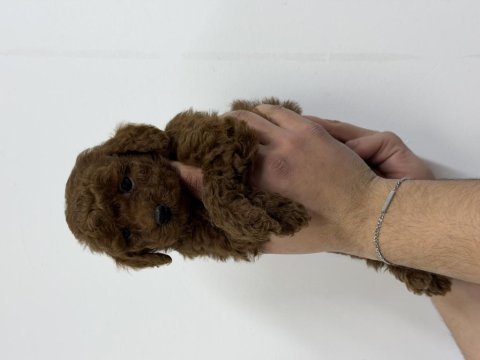 40 günlük mini poodle yavru – yeni yuvasını arıyor