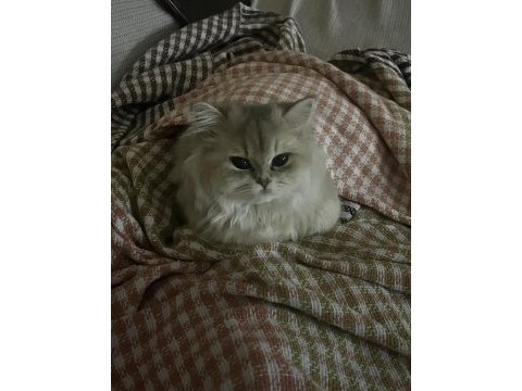 3.5 aylık british longhair erkek yavrum