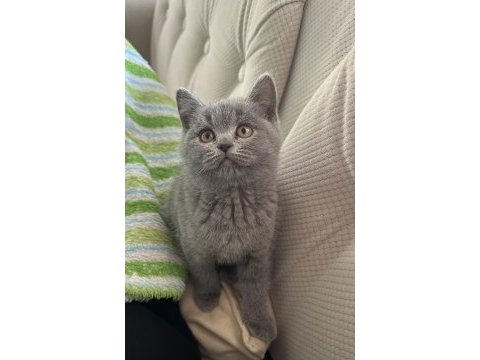 2 aylik dişi british shorthair