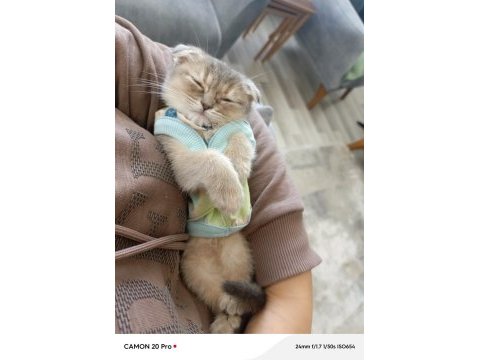Yavru scottish fold kedimiz