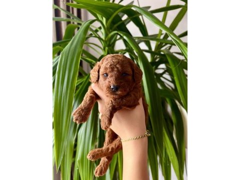 Ev üretimi ırk ve sağlık garantili toy poodle köpekler