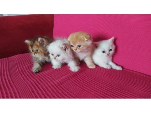 İki aylık british longhair yavrular