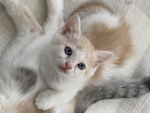 Maviş british shorthair oğlum