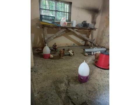 32 tane satılık bıldırcın