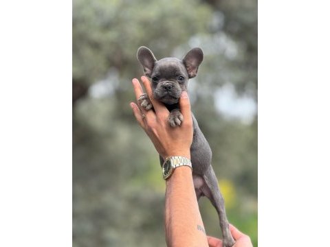 French bulldog yavrularımız