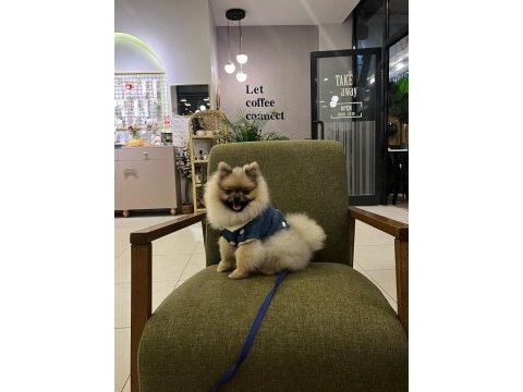 Pomeranian boo 9 aylık