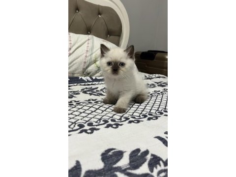 45 günlük blue point kedimiz