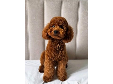 Acil uygun 14 aylık poodle
