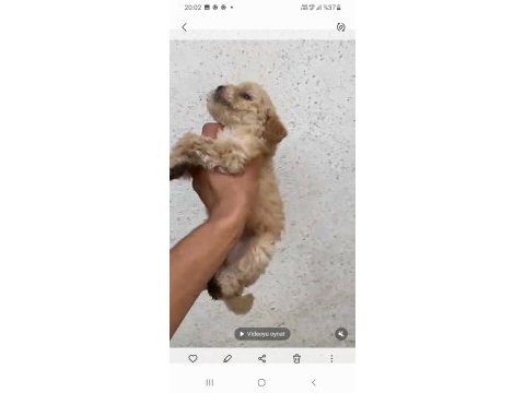 Çok güzel dişi erkek maltipoo yavrular