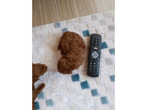 Sevimli tüy yumakları poodle