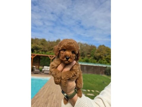 Poodle çiftliğinden red brown toy poodle bebeklerimiz