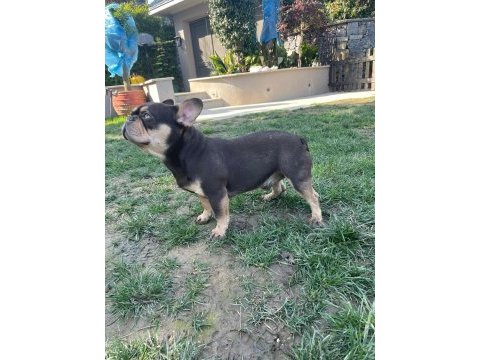 French bulldog coco tan