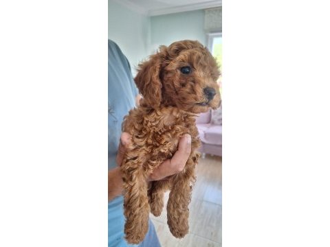 2 aylık safkan toy poodle dişi