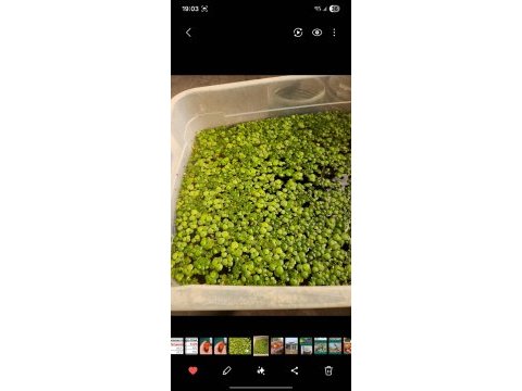 Amazon frogbit su üstü bitkisi