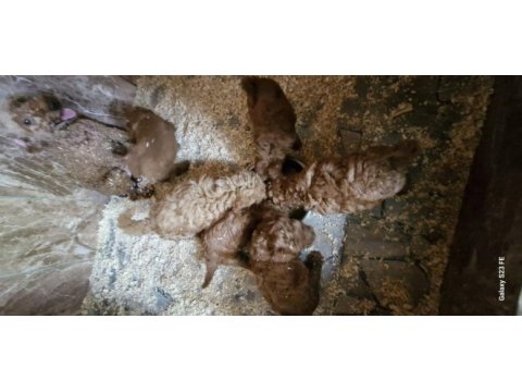 Toy poodle