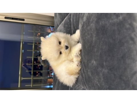 Pomeranian boo yavruları (erkek)
