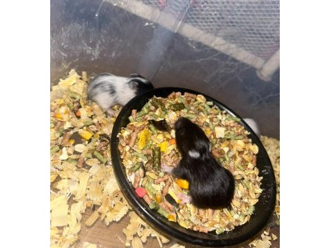Siyah minik kömür hamster yavrularımız