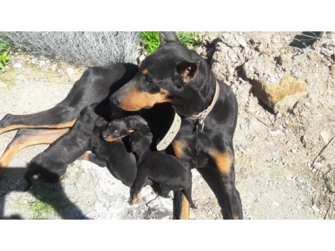 Sahiplendirme doberman