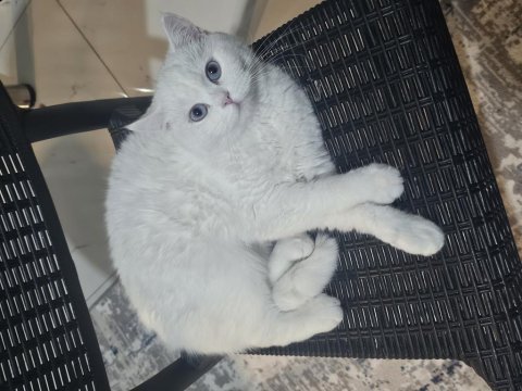 Beyaz tüylü mavi gözlü british shorthair