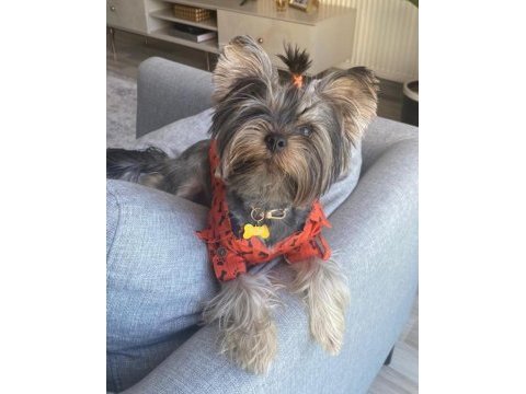 Yorki bebekler
