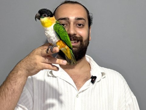 Oyuncu caique papağanı full eğitimli evcil