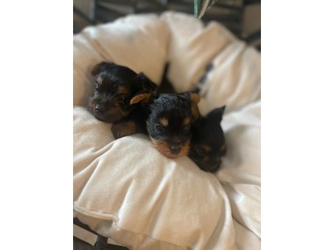 Minik yorkshire terrier yakışıklılar