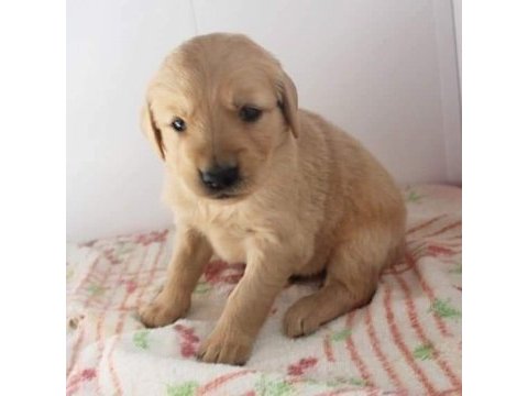 Safkan golden retriever yavrular