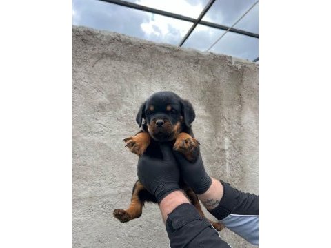 Safkan rottweiler yavrular