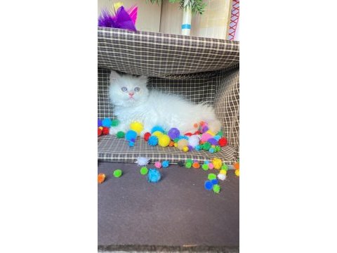 British longhair pamuk şekerler