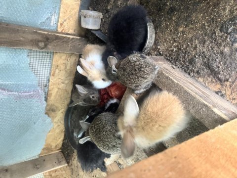 Orjinal hollanda lop tavşanlar ve cüce tavşanlar
