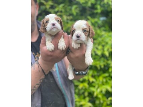 Sağlık ve ırk garantili cavalier king charles yavrularım